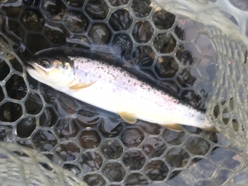 ブラウントラウトの釣果