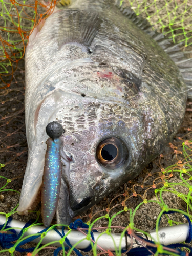 キビレの釣果