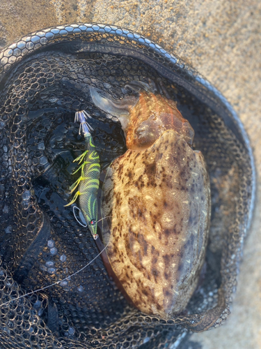 モンゴウイカの釣果