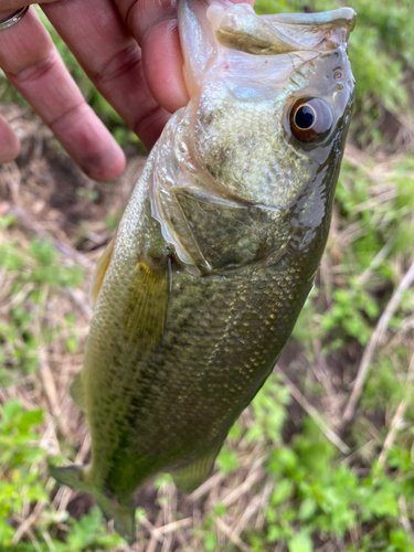 ラージマウスバスの釣果