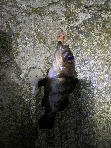 メバルの釣果