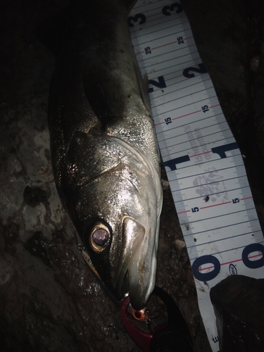 シーバスの釣果