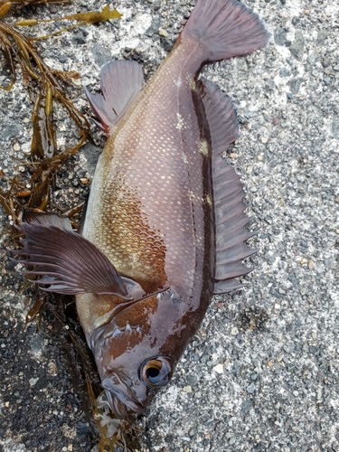 ガヤの釣果