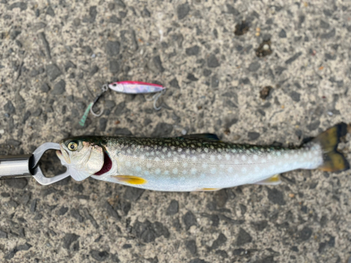 アメマスの釣果