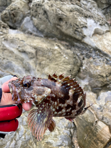 ガガネの釣果