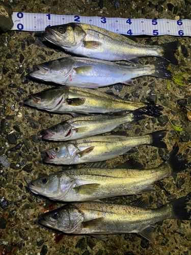 シーバスの釣果