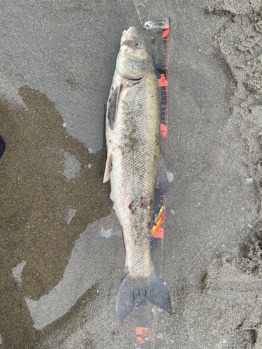 ウグイの釣果