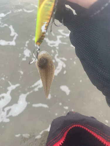 シタビラメの釣果