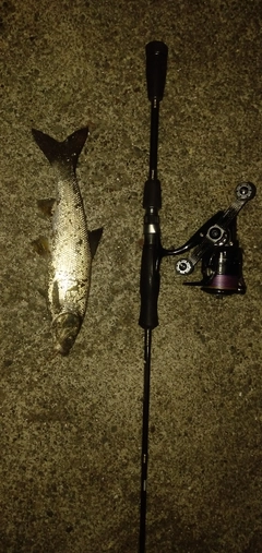 エゾウグイの釣果