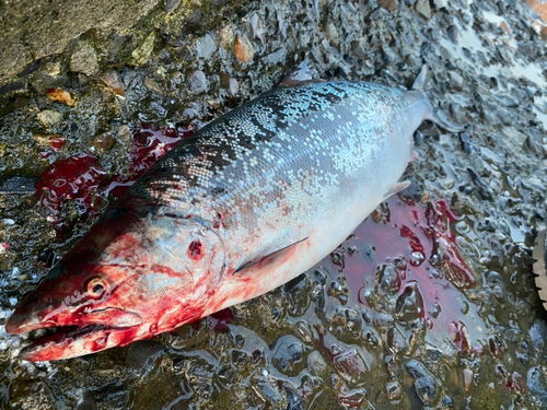 サクラマスの釣果