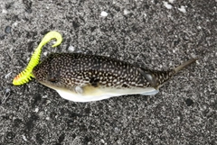 フグの釣果