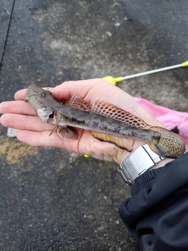 マハゼの釣果