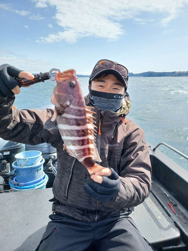 マハタの釣果