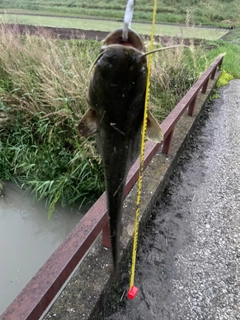 ニホンナマズの釣果