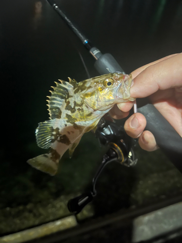 タケノコメバルの釣果