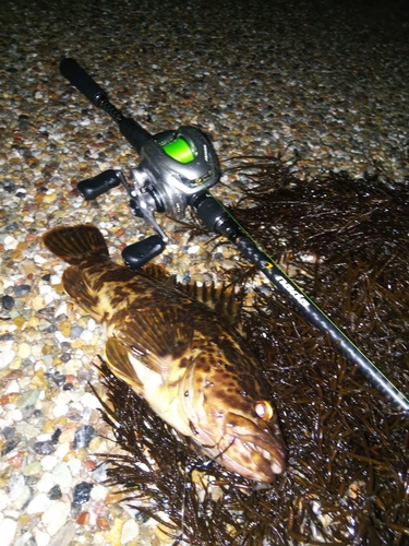 タケノコメバルの釣果