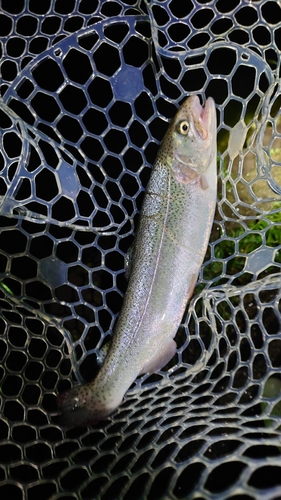 ニジマスの釣果