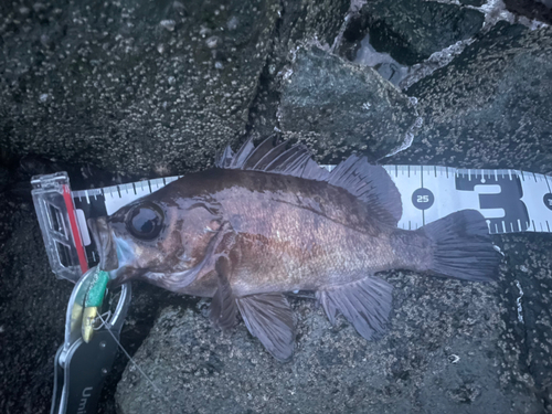 メバルの釣果