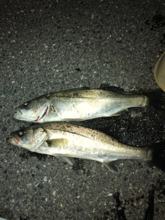セイゴ(マルスズキ)の釣果