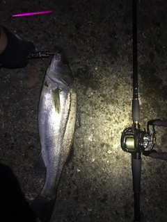 シーバスの釣果