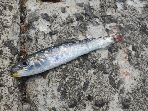 イワシの釣果