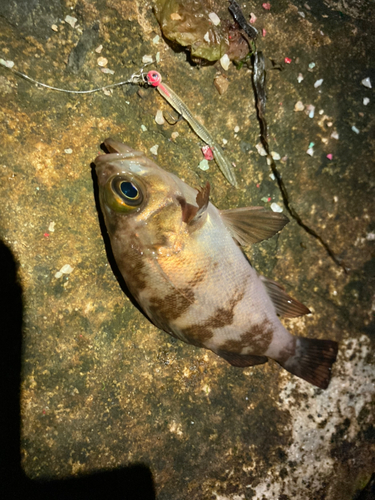 メバルの釣果