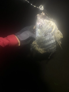 キビレの釣果