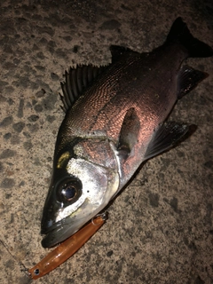 セイゴ（ヒラスズキ）の釣果