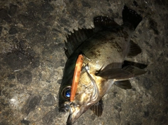 クロメバルの釣果