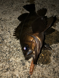 クロメバルの釣果