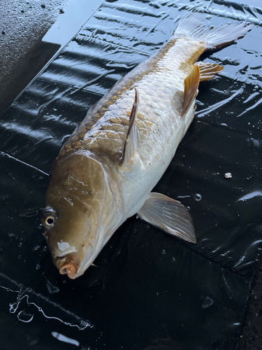 コイの釣果