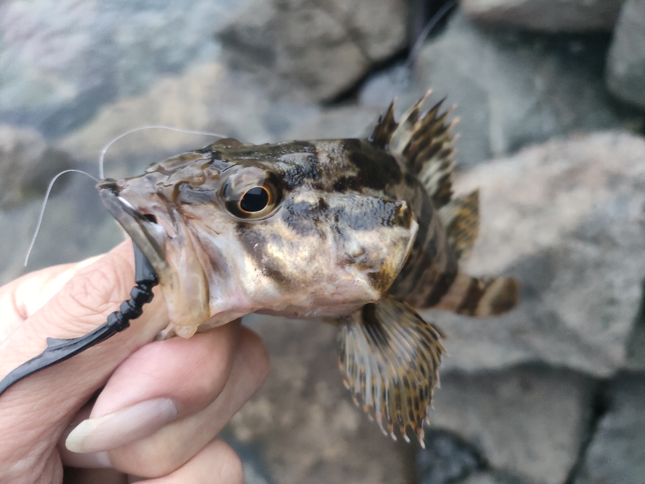 タケノコメバル