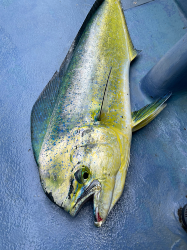 シイラの釣果