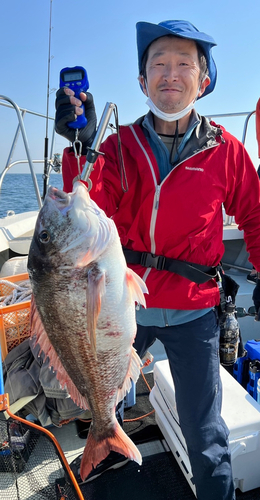 マダイの釣果