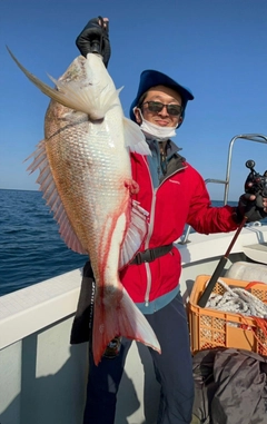 マダイの釣果