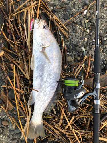 ニベの釣果