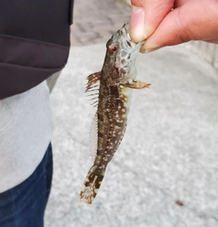 アナハゼの釣果