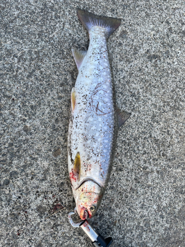 アメマスの釣果