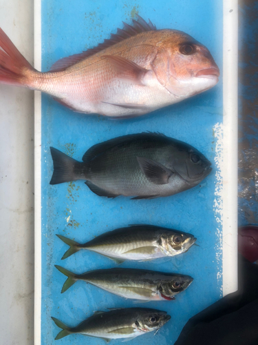 タイの釣果