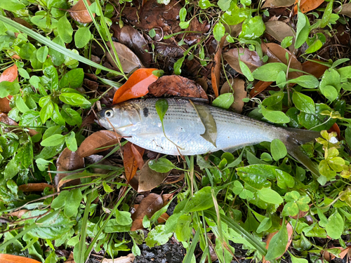 コノシロの釣果