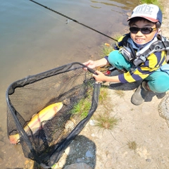 ニジマスの釣果