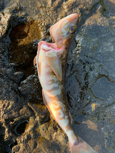 ホッケの釣果