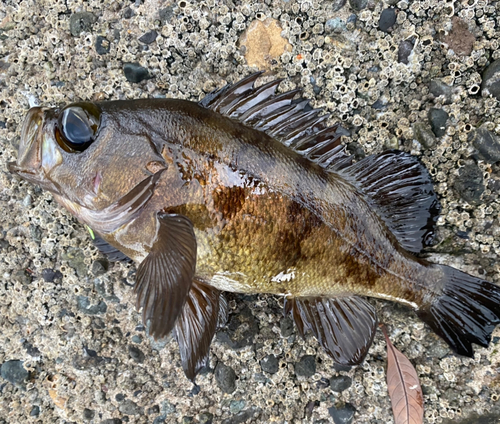 シロメバルの釣果