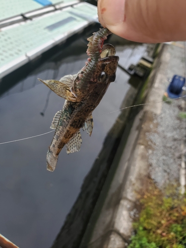 ハゼの釣果