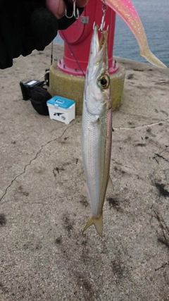 カマスの釣果