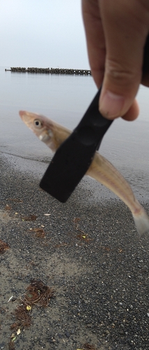 キスの釣果