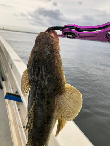 マゴチの釣果