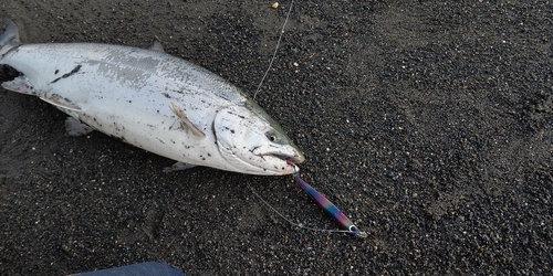 サクラマスの釣果