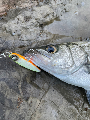 ヒラスズキの釣果