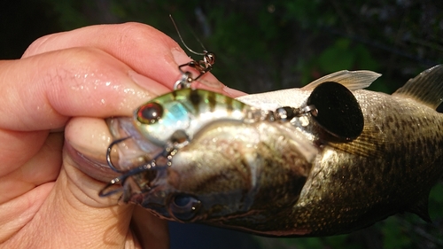 ブラックバスの釣果